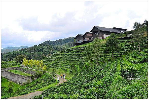 鹿篙咖啡莊園 (21).JPG