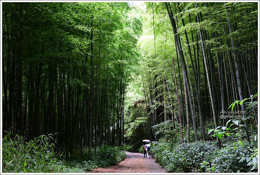 樟樹湖大象山 (23).JPG