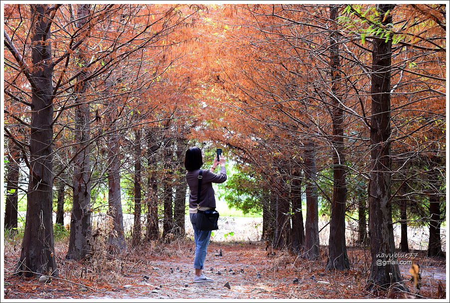 林內九芎落羽松 (11).JPG