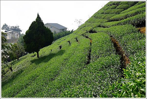 坔埔坑海鼠山 (14).JPG