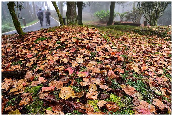 阿里山植物園楓紅 (2).JPG