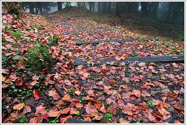 阿里山植物園楓紅 (3).JPG