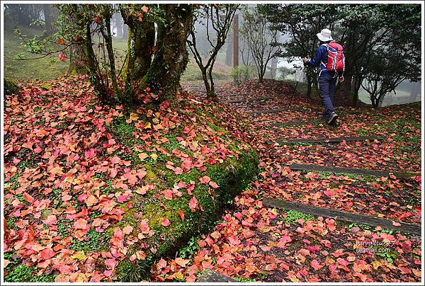 阿里山植物園楓紅 (6).JPG