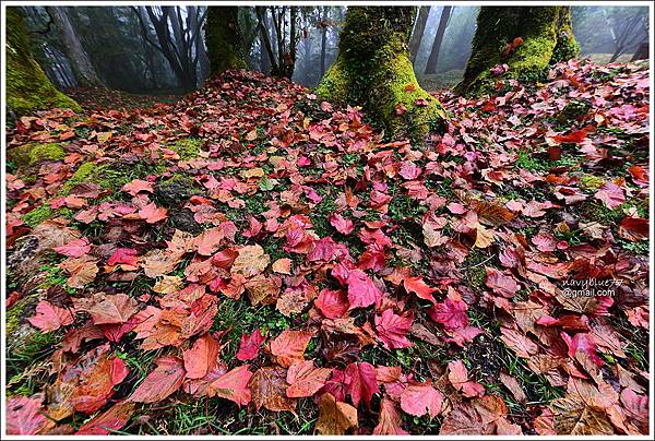 阿里山植物園楓紅 (12).JPG