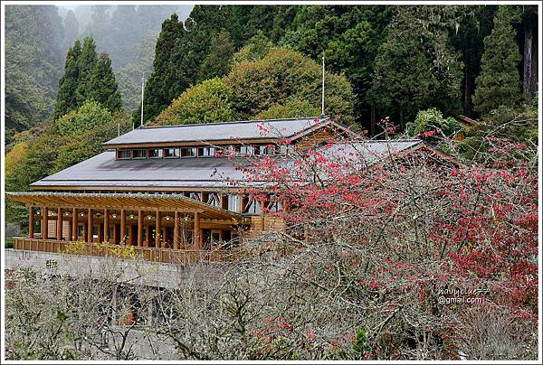 阿里山楓紅 (2).JPG