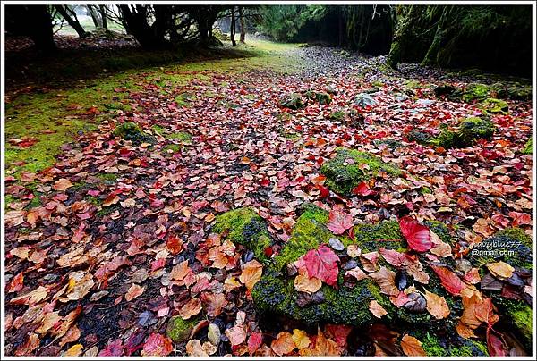 阿里山小笠原楓紅 (13).JPG