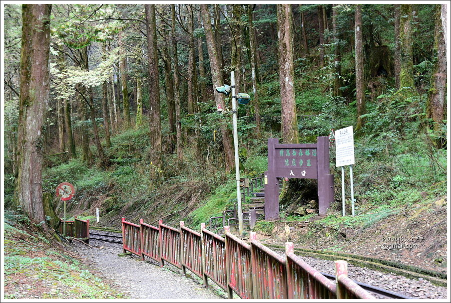 對高岳楓紅 (7).JPG