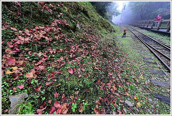 對高岳楓紅 (24).JPG