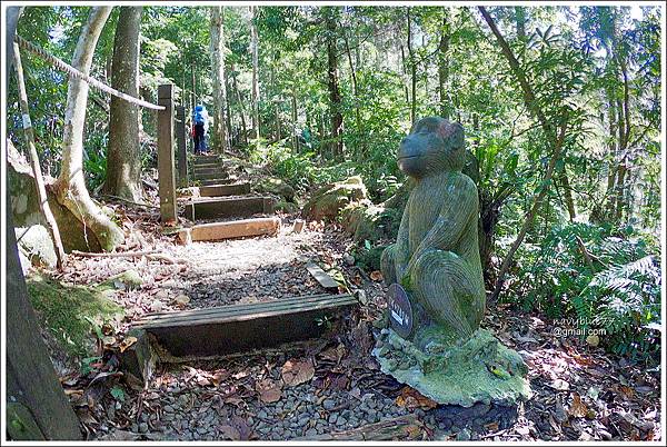 五指山猴洞一線天橫向步道 (9).JPG