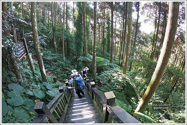 五指山猴洞一線天橫向步道 (23).JPG