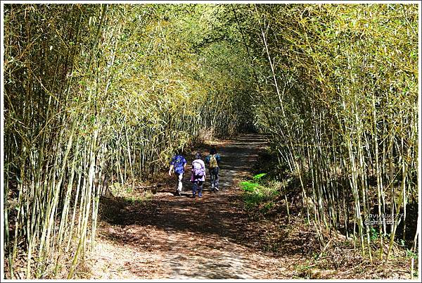 茶山屯阿巴娜步道 (12).JPG