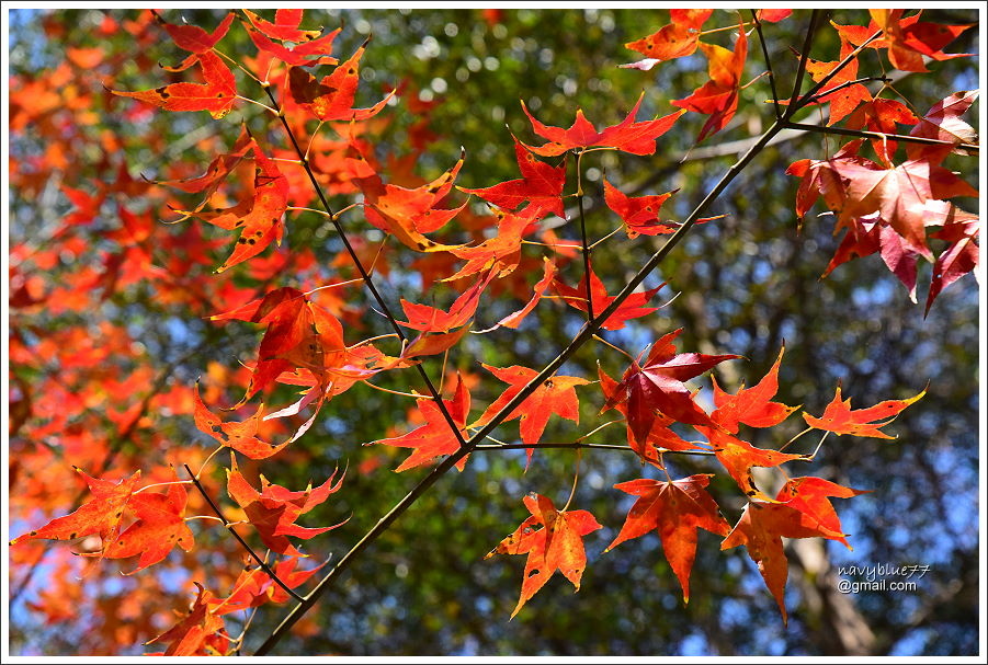 泰安登山步道-隘勇古道 (8).JPG