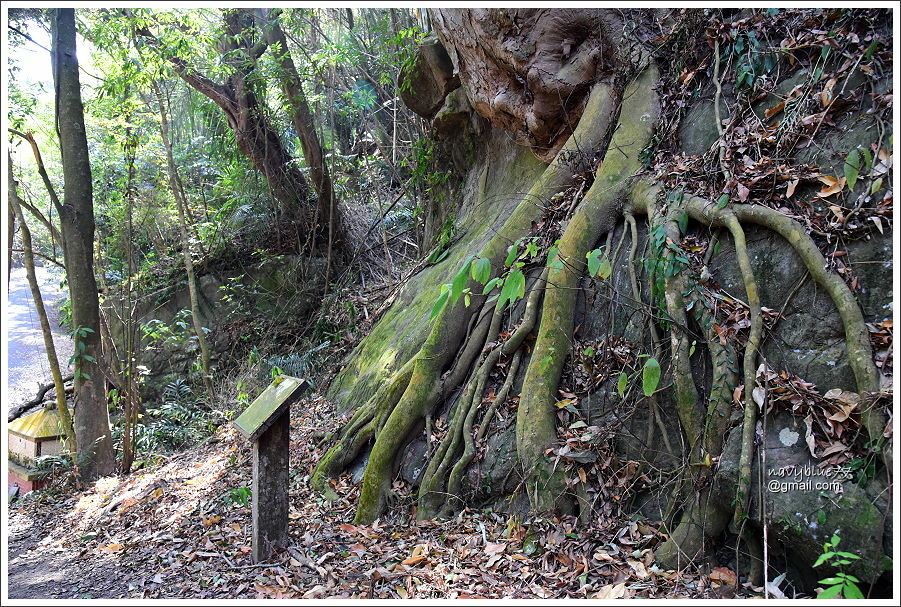 泰安登山步道-隘勇古道 (23).JPG