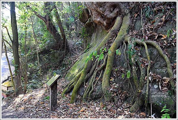 泰安登山步道-隘勇古道 (23).JPG