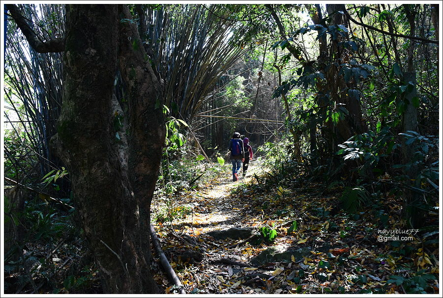 泰安登山步道-隘勇古道 (26).JPG