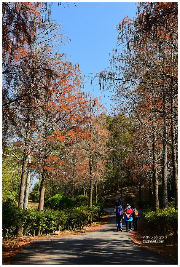泰安登山步道-隘勇古道 (28).JPG