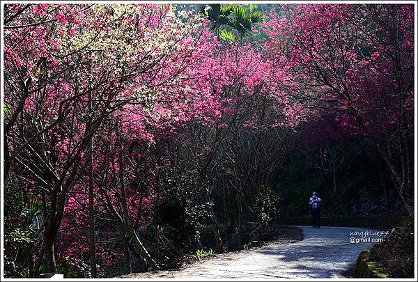 青山坪咖啡農場 (11).JPG