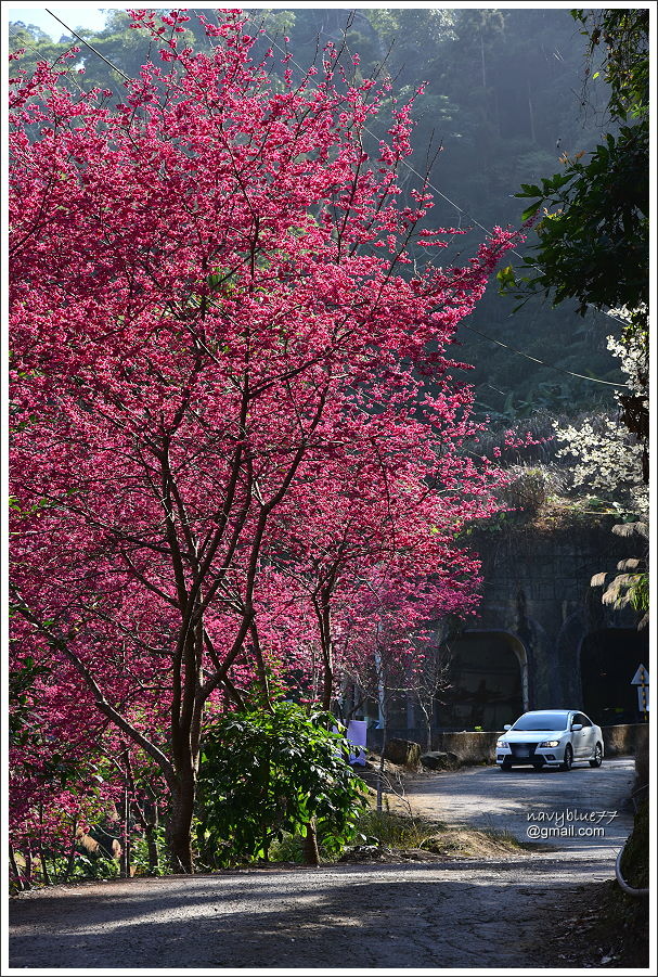 青山坪咖啡農場 (13).JPG