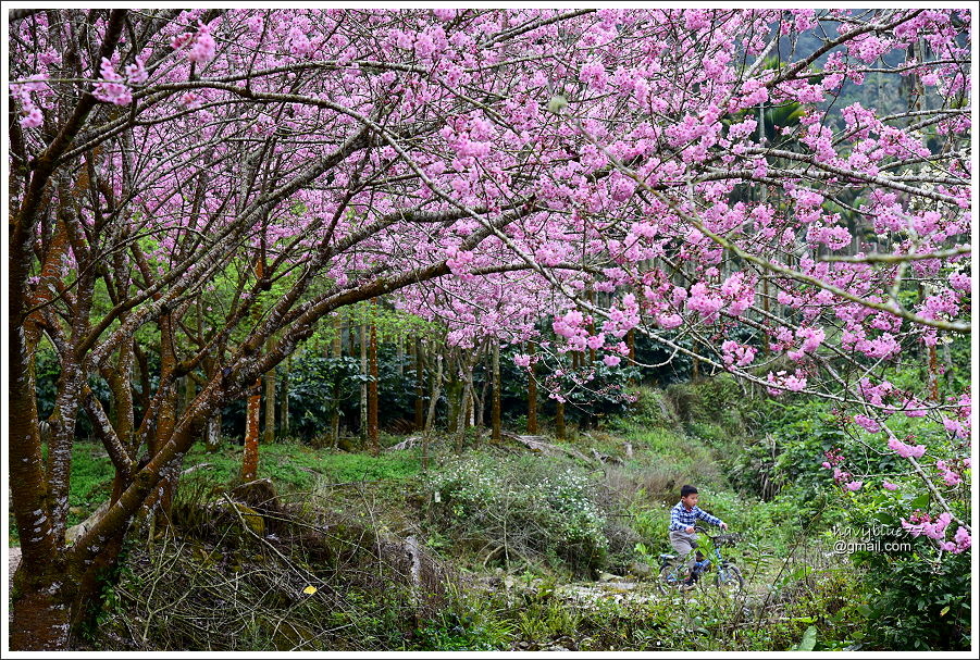 青山坪咖啡農場 (22).JPG