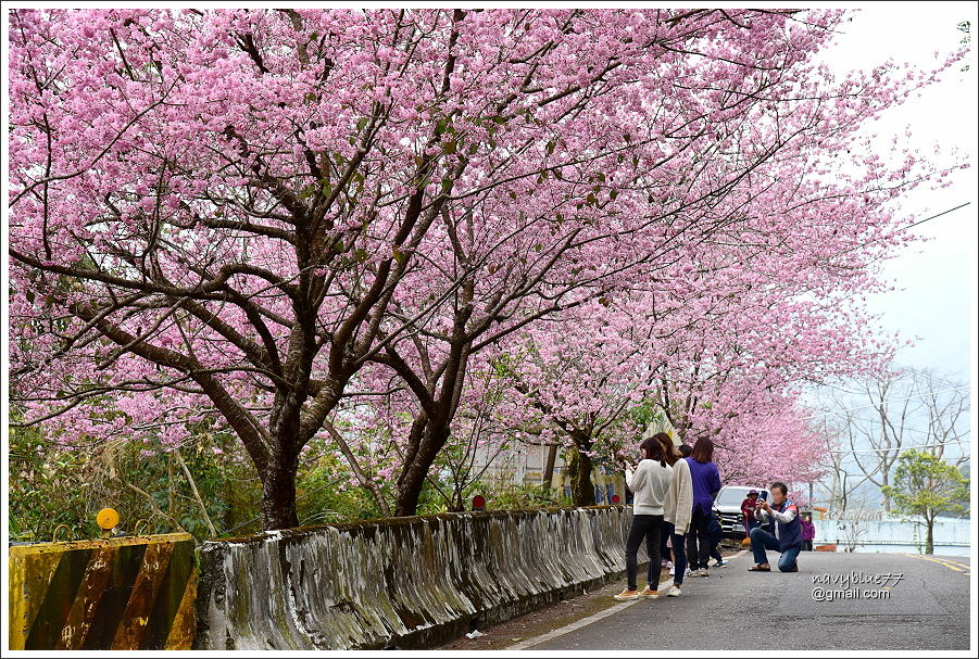 阿里山公路賞櫻 (5).JPG