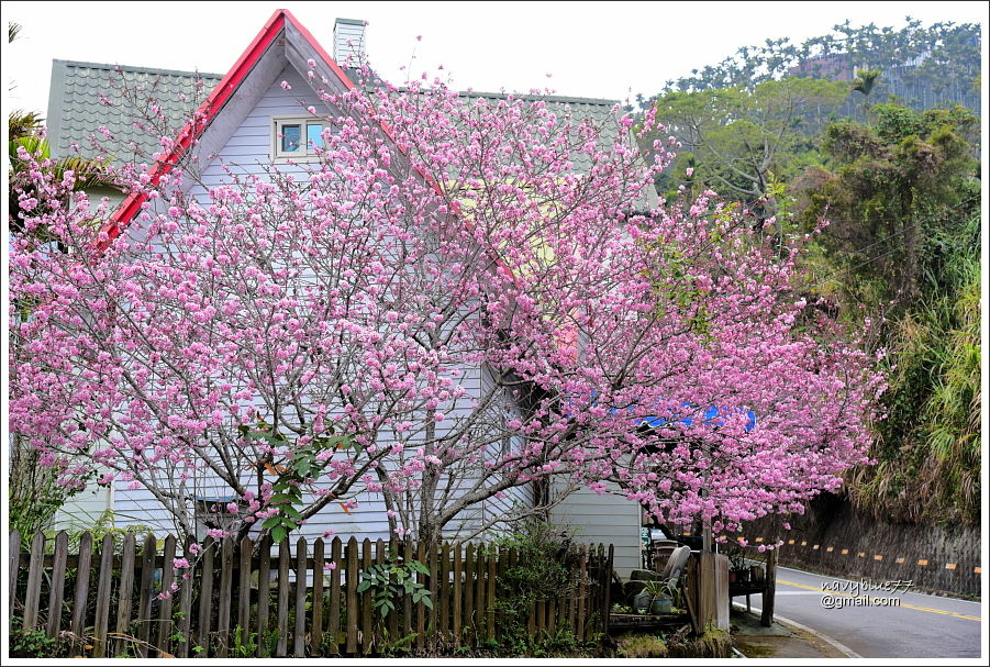 阿里山公路賞櫻 (10).JPG