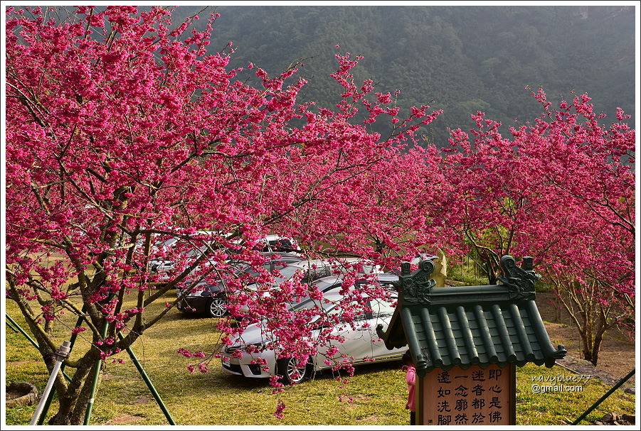 阿里山公路賞櫻 (20).JPG