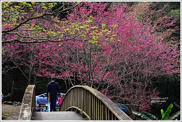 阿里山公路賞櫻 (31).JPG