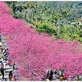 半天岩紫雲寺賞櫻 (14).JPG