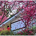 鶯山民宿賞櫻 (2).JPG