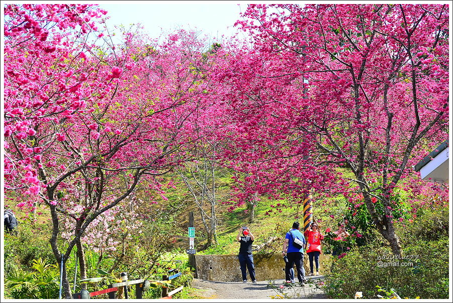 鶯山民宿賞櫻 (1).JPG