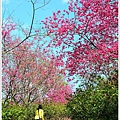 鶯山民宿賞櫻 (3).JPG