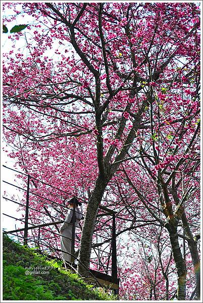 鶯山民宿賞櫻 (7).JPG