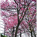 鶯山民宿賞櫻 (7).JPG