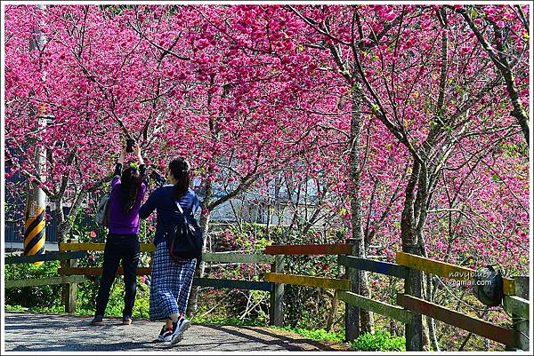 鶯山民宿賞櫻 (9).JPG