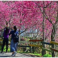 鶯山民宿賞櫻 (9).JPG