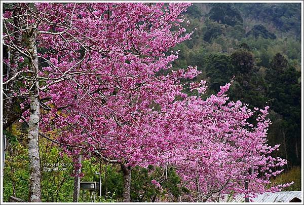 阿里山公路賞櫻II (13).JPG