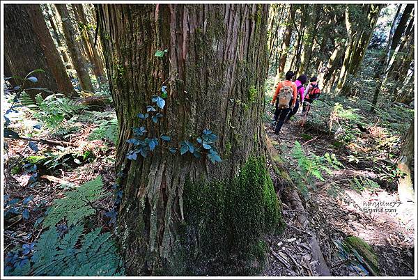 二萬坪山-樹抱石巨木 (11).JPG