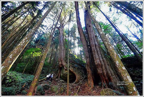 二萬坪山-樹抱石巨木 (19).JPG