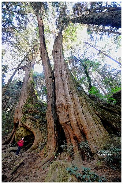 二萬坪山-樹抱石巨木 (24).JPG