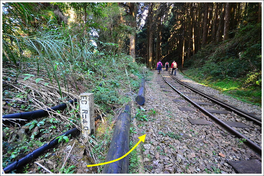 二萬坪山-樹抱石巨木 (30).JPG