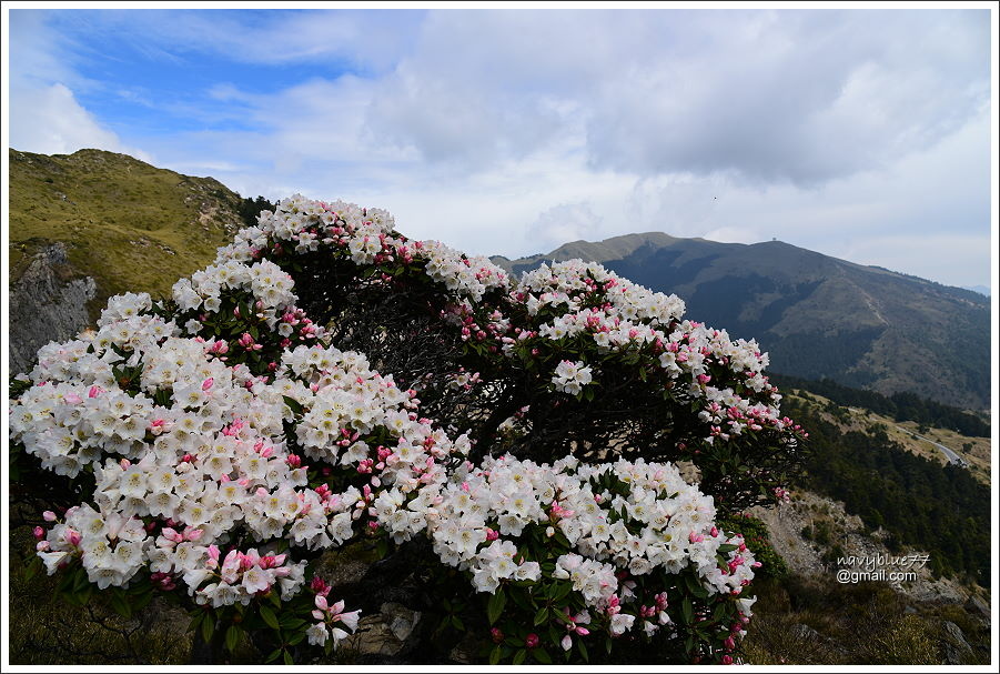 石門山玉山杜鵑 (4).JPG