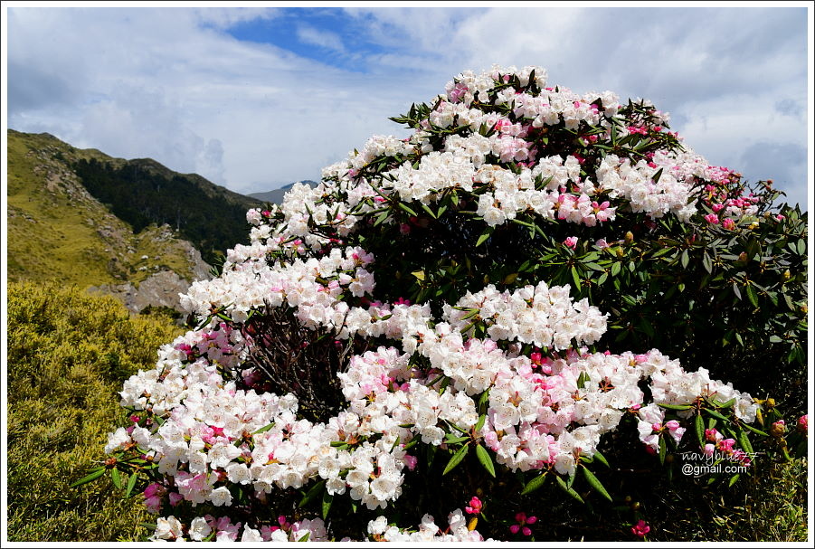 石門山玉山杜鵑 (9).JPG