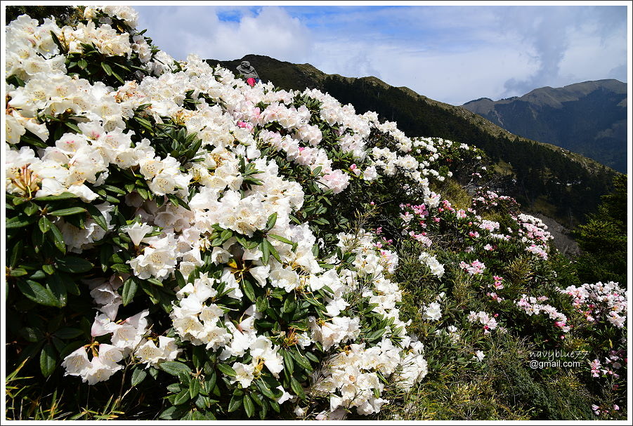 石門山玉山杜鵑 (6).JPG