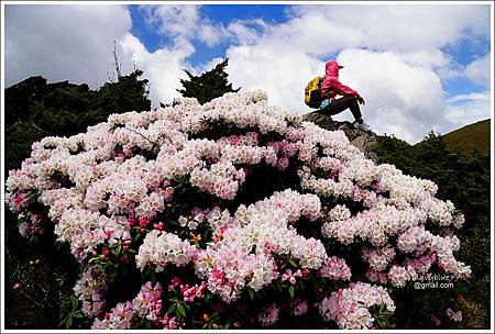 石門山玉山杜鵑 (10).JPG