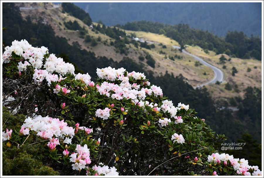 石門山玉山杜鵑 (14).JPG