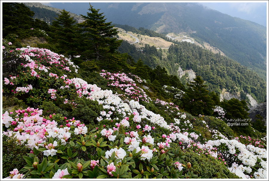 石門山玉山杜鵑 (16).JPG