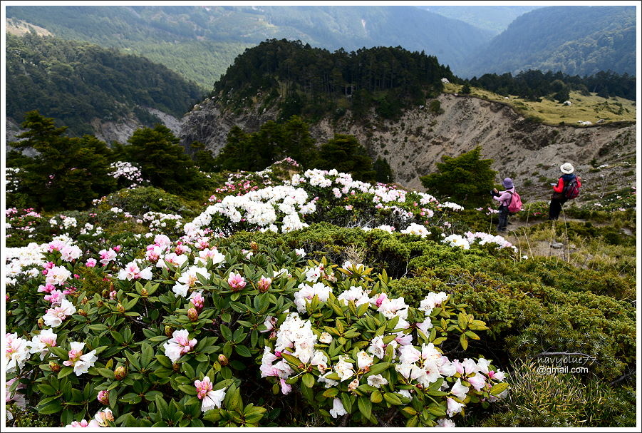 石門山玉山杜鵑 (15).JPG