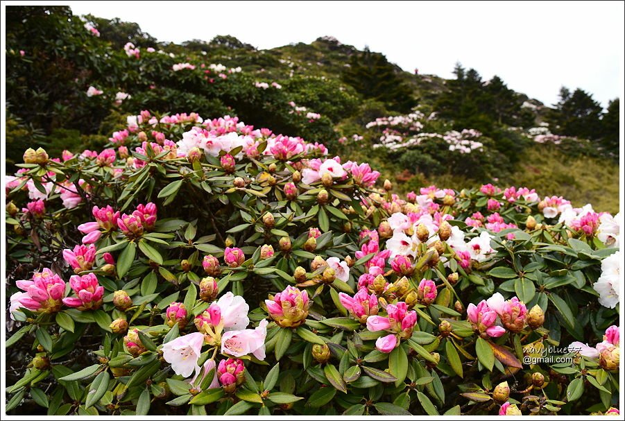 石門山玉山杜鵑 (19).JPG