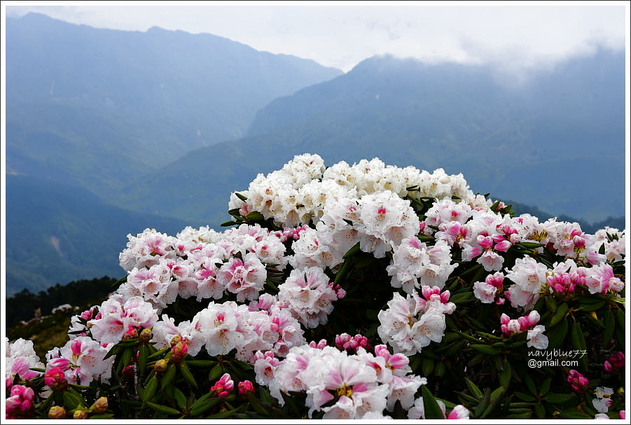 石門山玉山杜鵑 (24).JPG