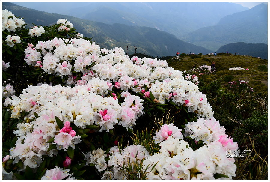 石門山玉山杜鵑 (23).JPG